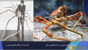 تصویر: انواع خرچنگ ها ، دانلود پروژه بررسی زندگی خرچنگ تصویر: انواع خرچنگ ها ، دانلود پروژه بررسی زندگی خرچنگ