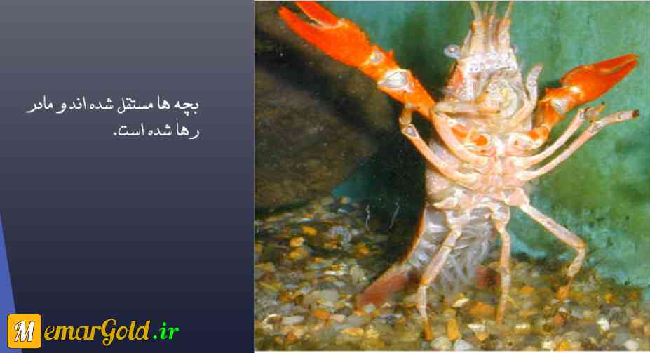 تصویر: بچه خرچنگ ها ، دانلود پروژه تحلیل زندگی خرچنگ تصویر: بچه خرچنگ ها ، دانلود پروژه تحلیل زندگی خرچنگ